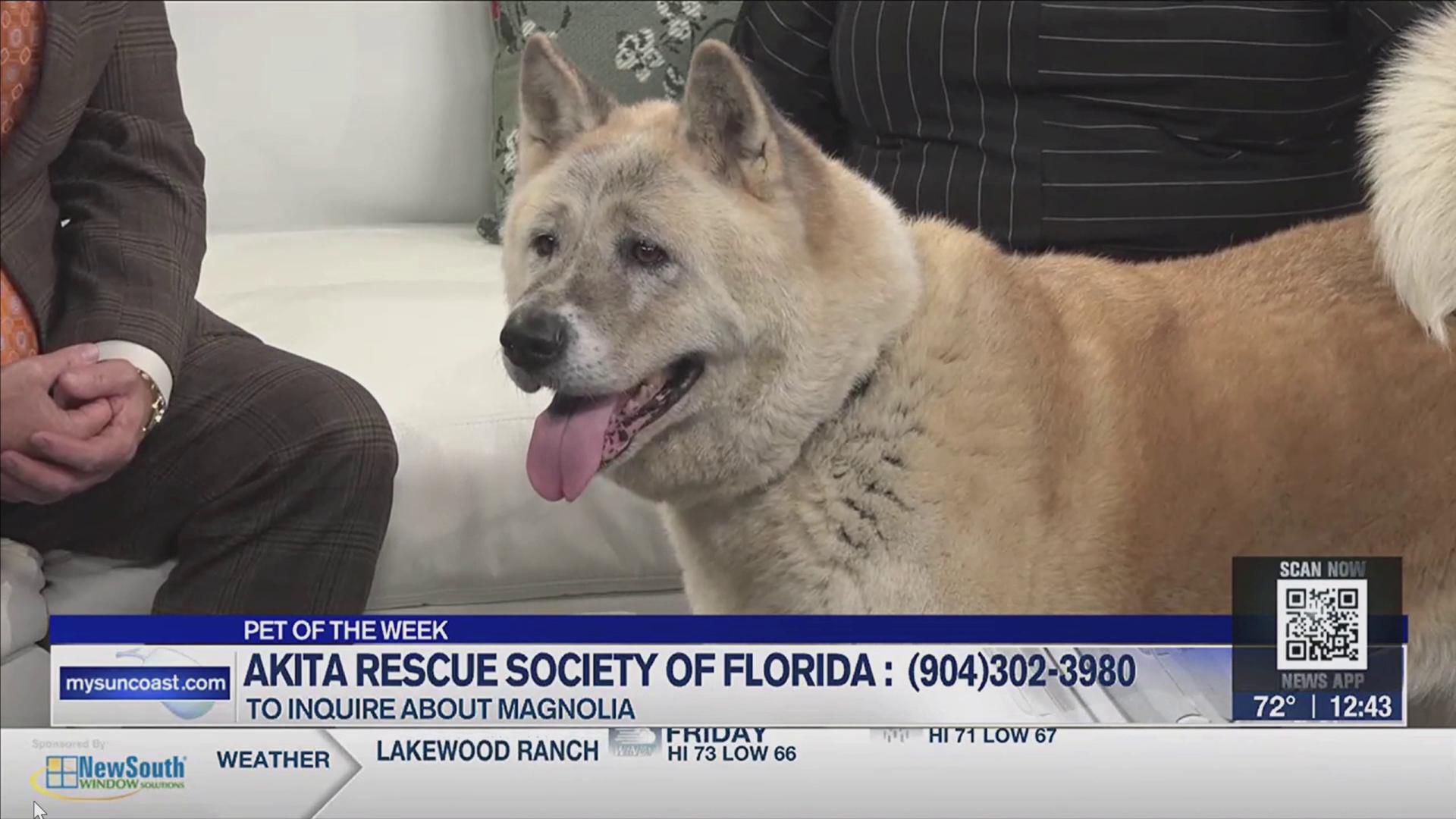 Magnolia representing ARSF as a television pet of the week