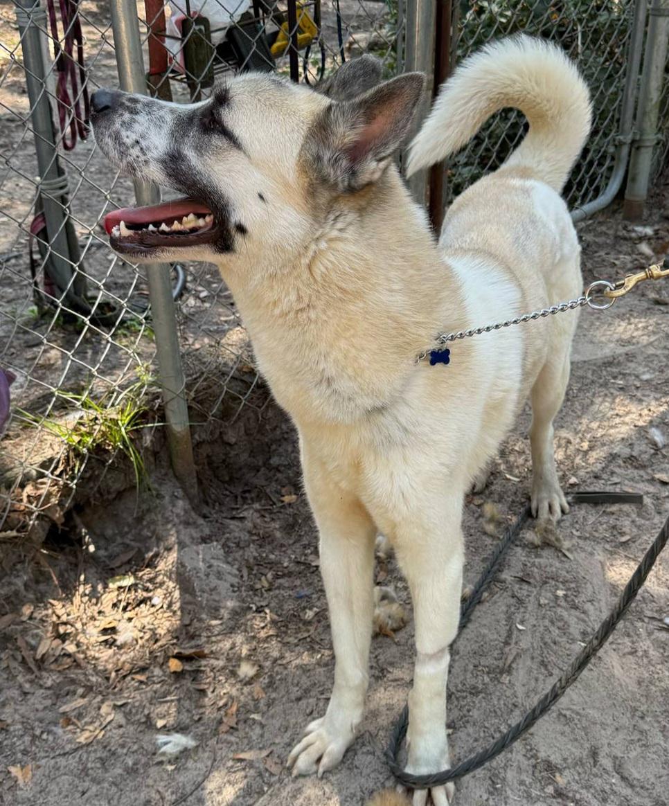 Charlie, an Akita mix available for adoption through ARSF