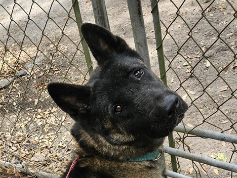 Isa, a young female Akita available through ARSF