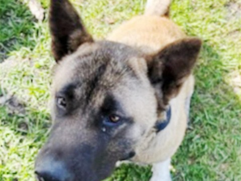 Willow, an adult female Akita available through ARSF